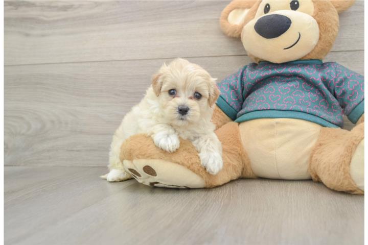 Cachorros Maltipoos - Puppy Love PR