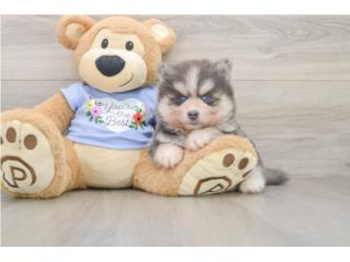 Cachorros Pomskys - Puppy Love PR, Puppy Love