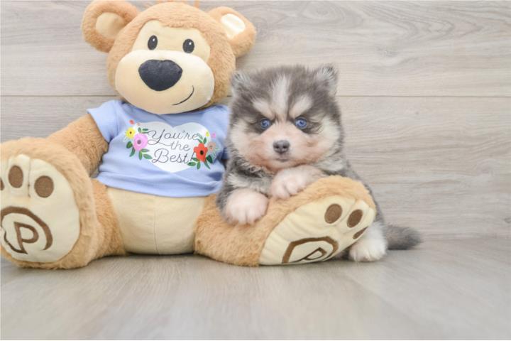 Cachorros Pomskys - Puppy Love PR Puerto Rico