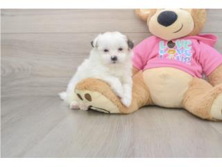 Cachorros Shih Poms - Puppy Love PR, Puppy Love