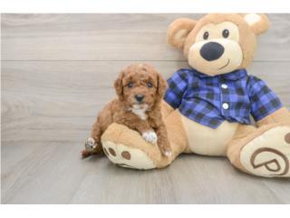 F1B Mini Goldendoodles - Puppy Love PR, Puppy Love