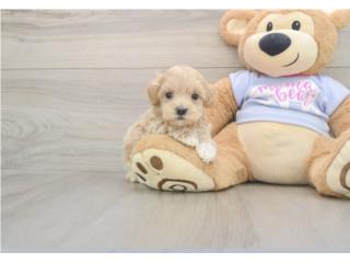 Maltipoo Puppies - Puppy Love Puerto Rico, Puppy Love