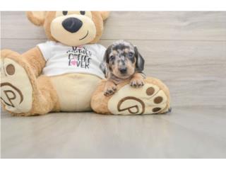 Cachorros Mini Dachshund - Puppy Love PR, Puppy Love