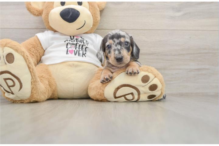 Clasificados Online Mascotas Cachorros Mini Dachshund - Puppy Love PR