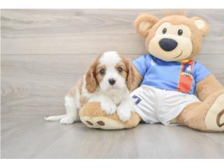 Cachorros Cavaliers - Puppy Love PR, Puppy Love