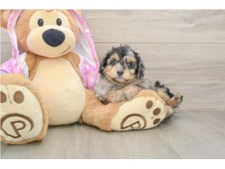 Cachorros Mini Aussiedoodles - Puppy Love PR, Puppy Love