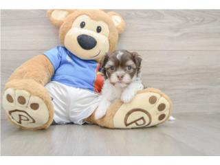 Cachorros Havapoos - Puppy Love PR, Puppy Love