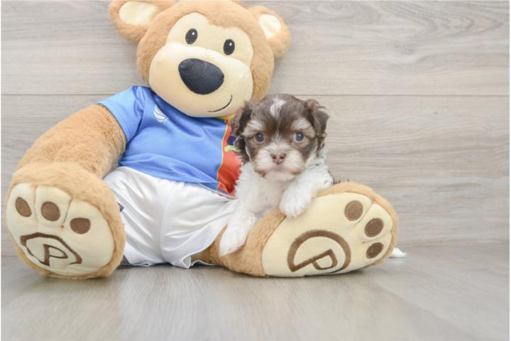 Clasificados Online Mascotas Cachorros Havapoos - Puppy Love PR