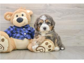Cachorros Mini Bernedoodles - Puppy Love PR, Puppy Love