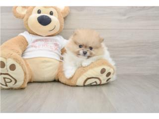 Cachorros Pomeranians - Puppy Love PR, Puppy Love