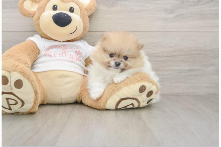 Clasificados Online Mascotas Cachorros Pomeranians - Puppy Love PR