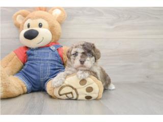 Cachorros Havapoo - Puppy Love PR, Puppy Love