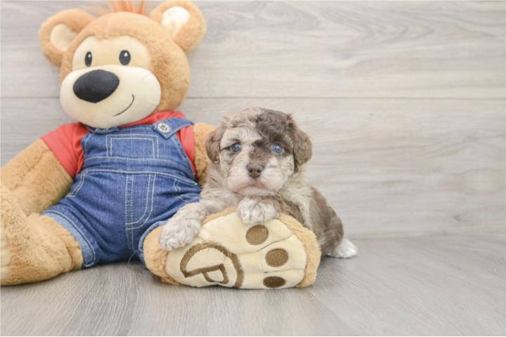 Clasificados Online Mascotas Cachorros Havapoo - Puppy Love PR
