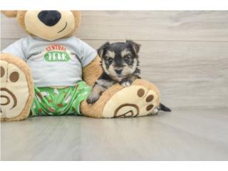 Cachorros Morkies - Puppy Love PR, Puppy Love