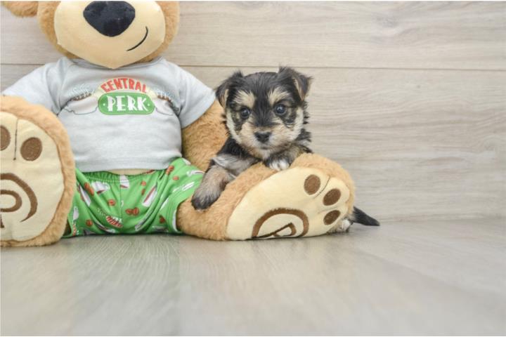 Clasificados Online Mascotas Cachorros Morkies - Puppy Love PR