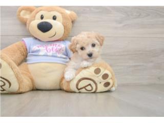 Cachorros Poochon - Puppy Love PR, Puppy Love