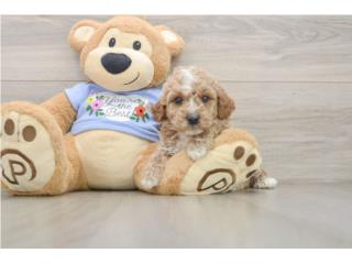 Cachorros Mini y Toy Poodles - Puppy Love PR, Puppy Love
