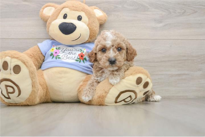 Cachorros Mini y Toy Poodles - Puppy Love PR
