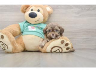 Cachorros Shih Poos - Puppy Love PR, Puppy Love