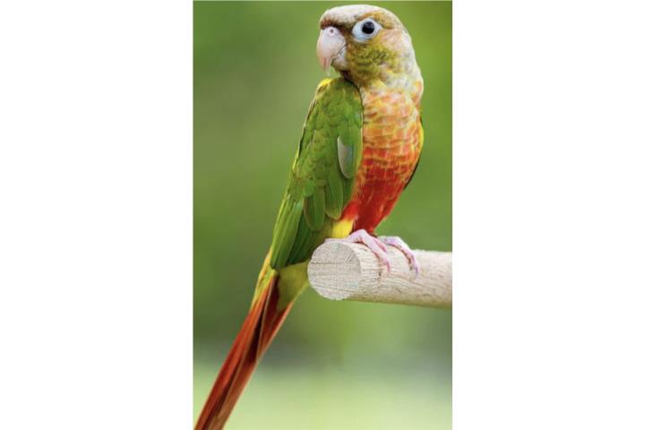 Green cheek pineapple (( hembra )) Puerto Rico