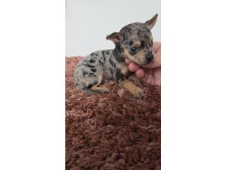 275 chihuahua macho  Puerto Rico