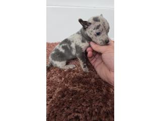 275 chihuahua macho  Puerto Rico