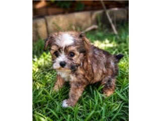 TOY YORKIE HEMBRA DE CALIDAD , EXOTIC DOG PR