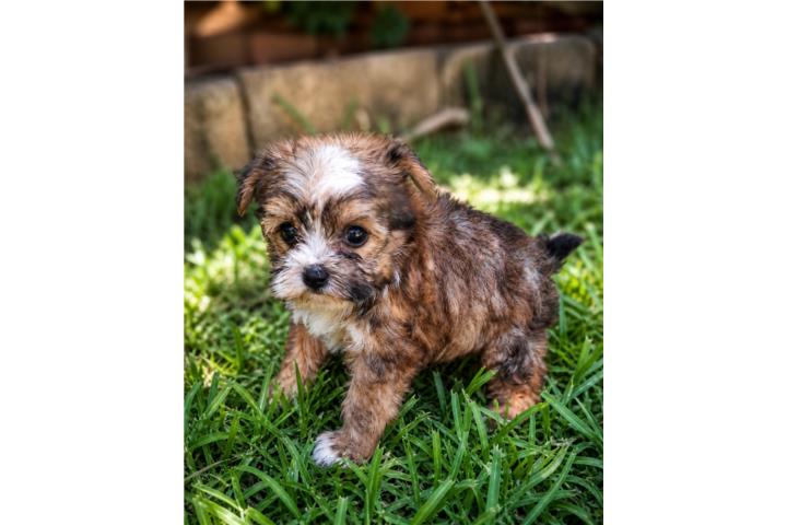 TOY YORKIE HEMBRA DE CALIDAD  Puerto Rico