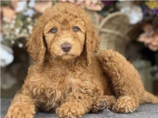 WOW! Standard Poodle Nene - Los Osos PR, Los Osos PR