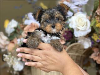 Tiny Toy Yorkie Hermosa!! - Los Osos PR, Los Osos PR