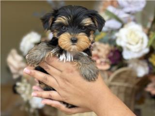 Super Tiny Yorkie - Los Osos PR, Los Osos PR
