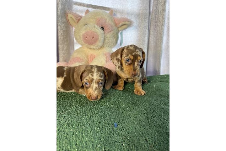 Hermosas dachshund tricolor Puerto Rico