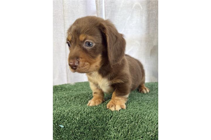 Dachshund Macho longhair Puerto Rico