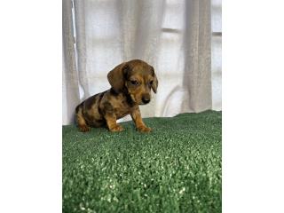 Dachshund red dapple hembra , FamilyD