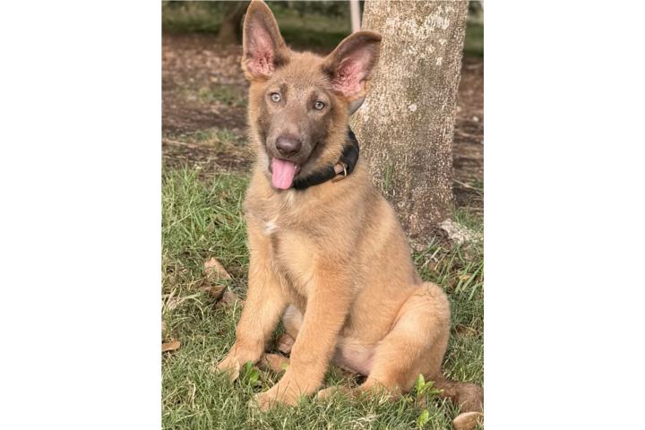 German Shepherd hembra AKC Puerto Rico