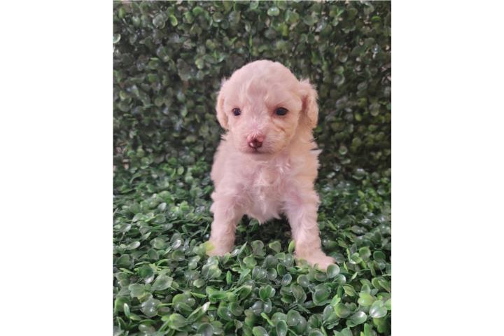 Toy Poodle hembras Papeles AKC Bellas  Puerto Rico