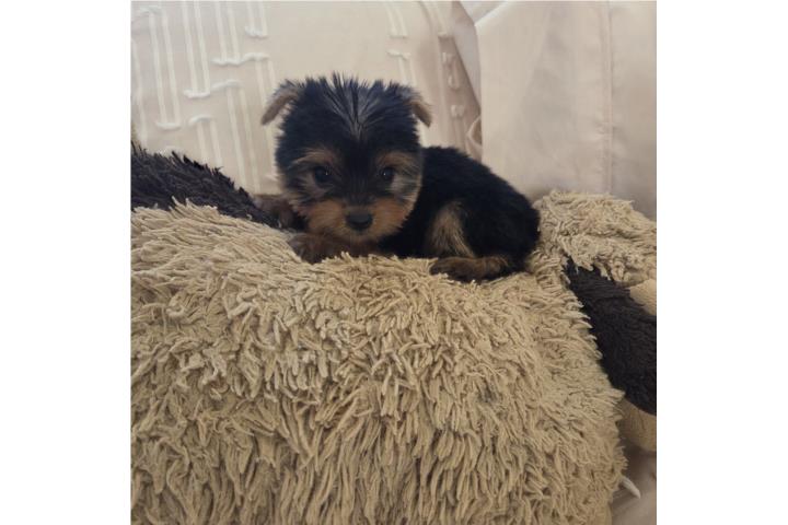 Yorkie H y M Papeles AKC Pronto  Puerto Rico
