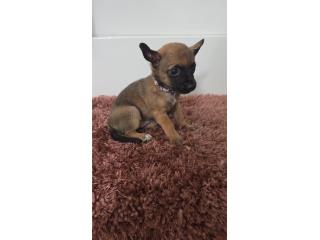 Chihuahua hembra  Puerto Rico