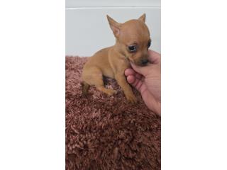 Chihuahua macho  Puerto Rico