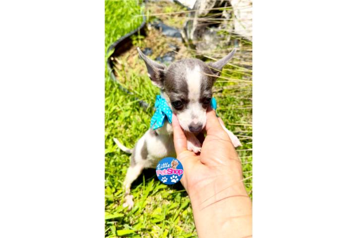 CHIHUAHUA TOY NENE BLUE CON PAPELES  Puerto Rico