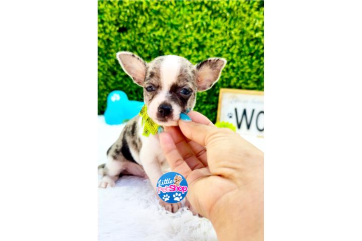CHIHUAHUA TOY MERLE NENE CON PAPELES  Puerto Rico