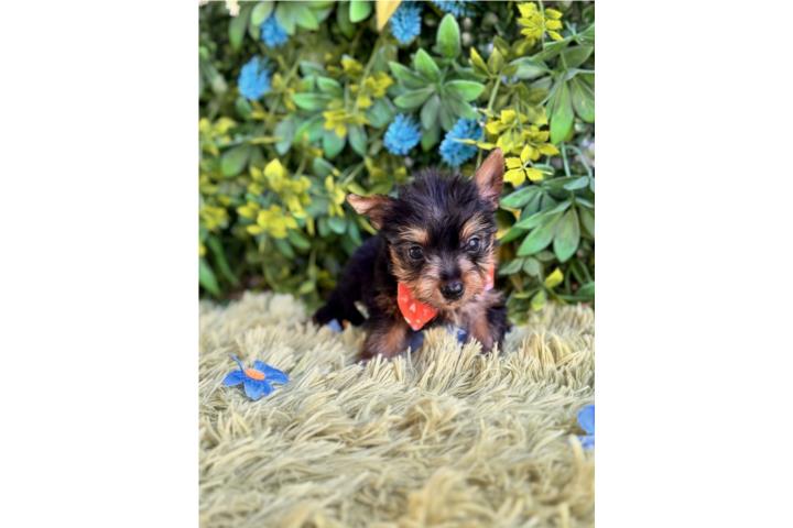 Yorkie Toy Nene con papeles  Puerto Rico
