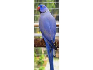 Ringneck violeta df (( macho )) Bebe , JG Aviario