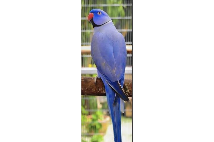 Ringneck violeta df (( macho )) Bebe  Puerto Rico
