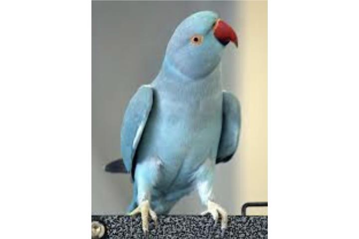 Ringneck azul (( hembra )) Bebe  Puerto Rico