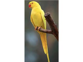 Ringneck lutina (( hembra )) Bebe , JG Aviario
