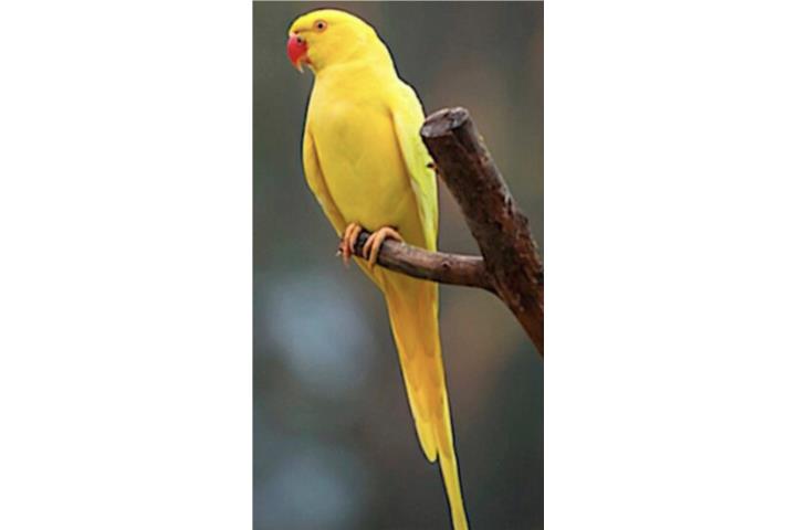 Ringneck lutina (( hembra )) Bebe  Puerto Rico