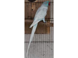 Ringneck arlequin azul ( hembra  ) Bebe , JG Aviario