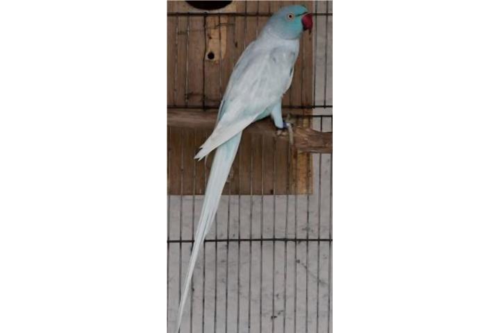 Ringneck arlequin azul ( hembra  ) Bebe  Puerto Rico