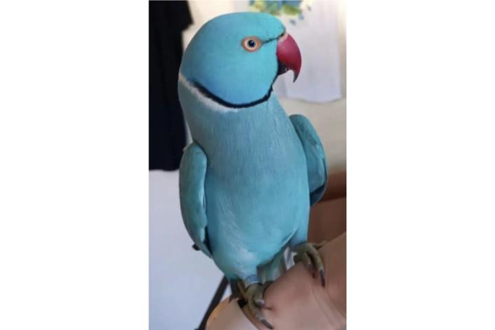 Ringneck azul ( macho ) Bebe  Puerto Rico